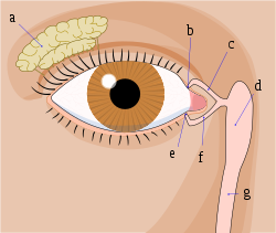 https://upload.wikimedia.org/wikipedia/commons/thumb/d/d2/Tear_system.svg/250px-Tear_system.svg.png