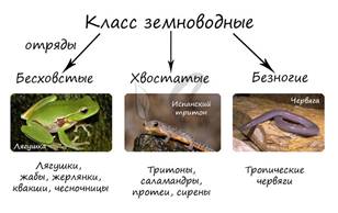 Класс земноводные, подготовка к ЕГЭ по биологии