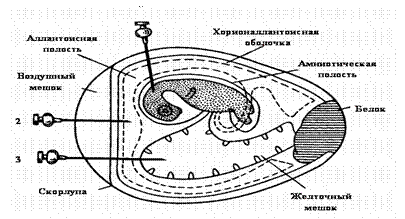 http://ssmu.ru/ofice/f4/micro/guide/Pictures/Virusi/image010.gif