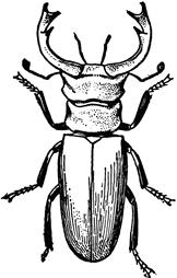 https://etc.usf.edu/clipart/35300/35327/stag_beetle_35327_lg.gif