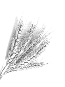 Картинки по запросу "пшеница"