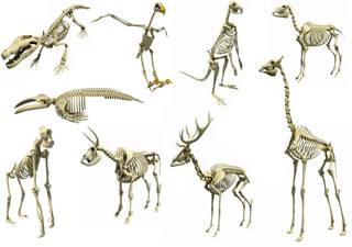 https://cdn.shopify.com/s/files/1/2191/8173/files/Animal-Skeleton-3D-Models.jpg?v=1502735613