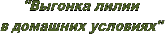 "Выгонка лилии
в домашних условиях"