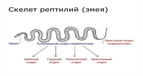 http://cf.ppt-online.org/files/slide/d/dMH4Okoh3E7GWLvI0szNetDwPCVqyJpblXxYnm/slide-15.jpg