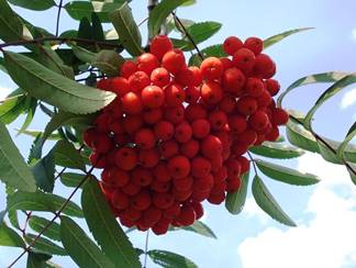 http://www.websadovod.ru/images/q_Sorbus_aucuparia_var__edulis_-_fruits_and_leaves.jpg