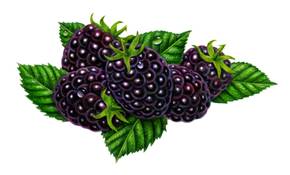 http://mariafresa.net/newimages/bush-clipart-blackberry-bush-19.jpg