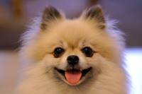 https://www.zastavki.com/pictures/originals/2014/Animals___Dogs_Papillon_dog_smiling_083990_.jpg