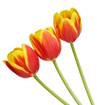 https://image.shutterstock.com/image-photo/colored-tulip-flowers-isolated-on-260nw-266787800.jpg