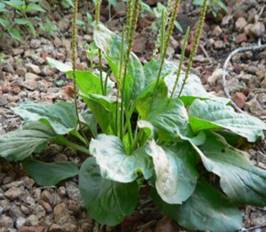 подорожник фото