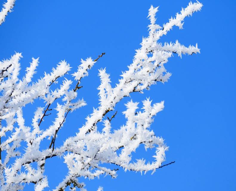 https://get.pxhere.com/photo/tree-branch-blossom-winter-plant-sky-flower-frost-ice-frozen-season-twig-branches-hoarfrost-freezing-1128870.jpg