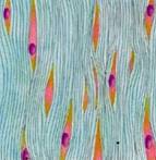 Описание: http://biolgra.ucoz.ru/Ilustrations/DDDMan/tkani/soedinitelnaja_tkan.jpg