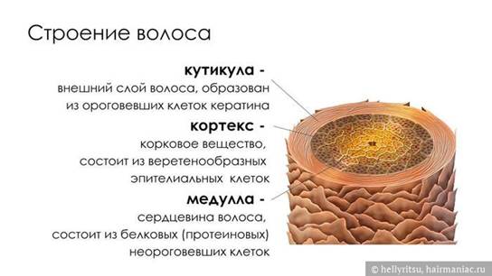 Фото: Строение волоса - слои