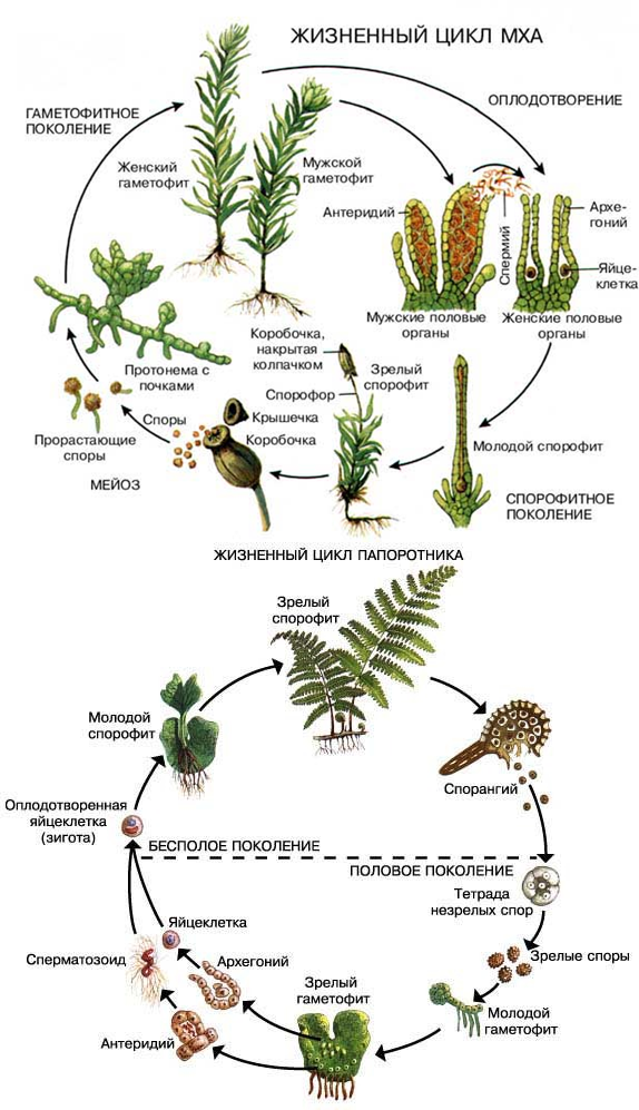 МХИ | Энциклопедия Кругосвет,Ответы Mail.ru: цикл развития папоротника