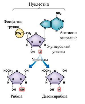 https://bilimland.kz/upload/content/lesson/13185/media/22753934afe7ffb5d99c0b609d41afef/content/script_00002/media/0041.jpg