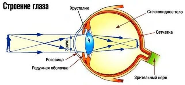 https://cknow.ru/uploads/posts/2017-05/1495889159_stroenie_glaza_cheloveka.jpg