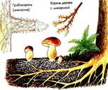 Картинки по запросу симбиоз микоризы гриба и корня дерева фото