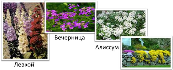 https://fsd.videouroki.net/products/conspekty/bio6/41-klass-dvudol-nyie-siemieistvo-kriestotsvietnyie.files/image007.jpg