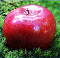 https://c.pxhere.com/photos/ef/86/apple_red_apple_red_chief_red_fruit_frisch_vitamins_nature-482282.jpg!d