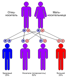 https://upload.wikimedia.org/wikipedia/commons/thumb/6/65/Autorecessive_ru.svg/220px-Autorecessive_ru.svg.png