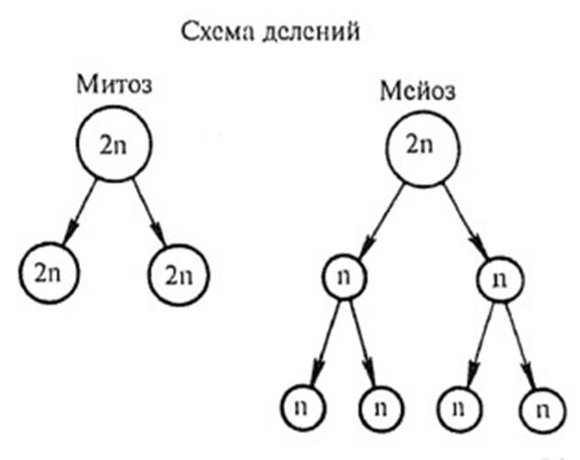 Из одной клетки образуются четыре дочерние