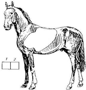 Контрольная работа по теме Эмфизема легких у лошадей