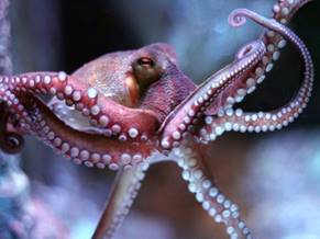 Octopus-Octopus_vulgaris.jpg