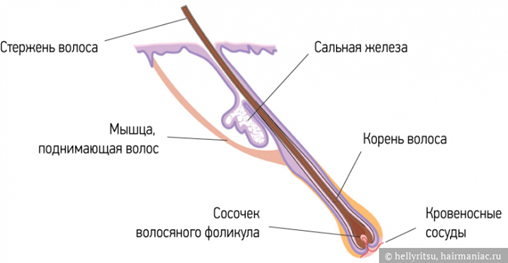 Фото: Внутреннее строение волоса