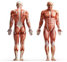 Basic Muscle Groups