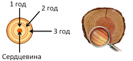 https://fsd.videouroki.net/products/conspekty/bio6/24-stroieniie-stieblia.files/image007.jpg