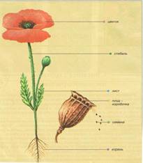 http://900igr.net/datai/biologija/Stroenie-tsvetkovykh-rastenij/0003-001-Organy-tsvetkovogo-rastenija.jpg
