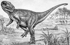 http://internt.nhm.ac.uk/resources/nature-online/life/dinosaurs/dino-directory/drawing/megalo.jpg