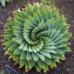 https://www.goodfreephotos.com/albums/plants/phyllotaxis-plant-spiral.jpg