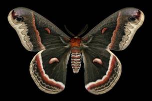 Ночные бабочки фотографа Джимми де Ривьер. Обсуждение на ...