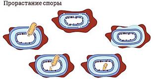 https://fsd.videouroki.net/products/conspekty/biobot/27-stroenie-i-funkcionirovanie-prokarioticheskoj-kletki.files/image012.jpg