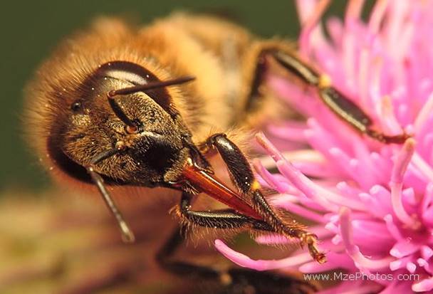 http://www.mzephotos.com/images/insects/honey-bee-proboscis.jpg