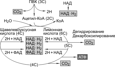 Кислородное окисление