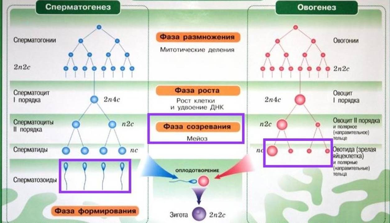 4 этапа сперматогенеза. Стадии гаметогенеза и набор хромосом. Гаметогенез на примере животных. Зоны сперматогенез овогенез таблица. Фазы формирования половых клеток.