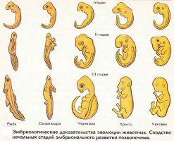 Ð­Ð¼Ð±Ñ€Ð¸Ð¾Ð»Ð¾Ð³Ð¸Ñ‡ÐµÑÐºÐ¸Ðµ Ð´Ð¾ÐºÐ°Ð·Ð°Ñ‚ÐµÐ»ÑŒÑÑ‚Ð²Ð° ÑÐ²Ð¾Ð»ÑŽÑ†Ð¸Ð¸ Ð¶Ð¸Ð²Ð¾Ñ‚Ð½Ñ‹Ñ…. Ð¡Ñ…Ð¾Ð´ÑÑ‚Ð²Ð¾ Ð½Ð°Ñ‡Ð°Ð»ÑŒÐ½Ñ‹Ñ… ÑÑ‚Ð°Ð´Ð¸Ð¹ ÑÐ¼Ð±Ñ€Ð¸Ð¾Ð½Ð°Ð»ÑŒÐ½Ð¾Ð³Ð¾ Ñ€Ð°Ð·Ð²Ð¸Ñ‚Ð¸Ñ Ð¿Ð¾Ð·Ð²Ð¾Ð½Ð¾Ñ‡Ð½Ñ‹Ñ…