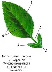 http://festival.1september.ru/articles/607639/img1.jpg