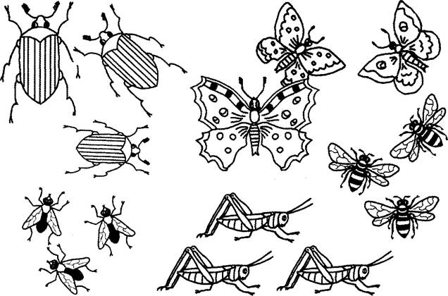 Зашумленные картинки насекомые для детей 6 7 лет