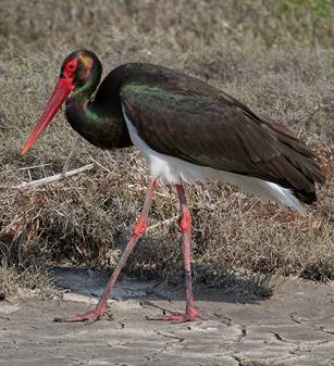 Ciconia nigra on Lesbos Greece.jpg