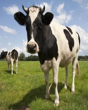 В среднем одна корова в сельхозпредприятиях Марксовского района ...