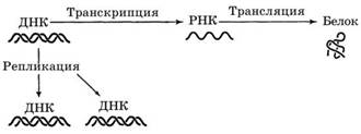 Основные направления внутриклеточного переноса генетической информации (центральная догма молекулярной биологии)