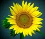 https://www.zastavki.com/pictures/originals/2018Nature___Flowers_Large_flower_of_a_sunflower_close-up_122762_.jpg