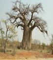 http://langabi.name/gallery/albums/mapungubwe05/Baobab_tree.sized.jpg