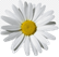 https://e7.pngegg.com/pngimages/801/40/png-clipart-chamomile-chamomile-image-file-formats-annual-plant.png