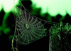 https://cdn.pixabay.com/photo/2015/09/03/15/19/spider-web-920702_960_720.jpg