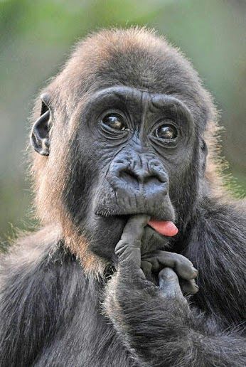 просто животные – Сообщество – Google+ (с изображениями) | Смешные  животные, Самые милые животные, Фотографии обезьян
