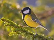 https://i.pinimg.com/736x/17/57/31/175731085425acd7cb8b8b55597b8951--goldfinch-search.jpg