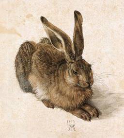 800px-Durer_Young_Hare